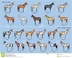 Horse Color Chart Stock Illustration Illustration Of Brown