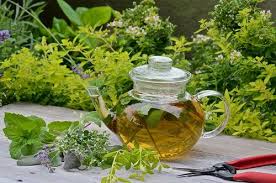 For Tea Garden Herbal Tea Plants