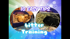 litter training your guinea pig