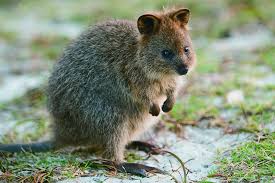 Quokka runs your javascript and typescript code and displays results inline in vs code, webstorm, sublime text, and atom. Rottnest Island Kingdom Of The Quokka Adams Pinnacle Tours