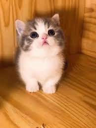 Cute and funny baby cat videos. Cutekittens Kittens Catsandkittens Kittens Adorable Cutest Kittens Ever Cutest Kitten Kittens Cute Cat Cute Cats Cute Baby Cats Cutest Kittens Ever