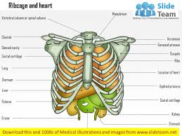 The upper part of your lungs being constrained by your ribs can only offer 30% of capacity to a fit lung person. Ribcage And Heart Medical Images For Power Point