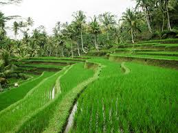 Pada musim kemarau, air harus tersedia untuk meningkatkan produksi tanaman padi sawah agar jangan sampai kekeringan karena dapat menjadikan tanaman padi mati. Sawah Definition Und Synonyme Von Sawah Im Worterbuch Malaysisch
