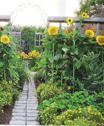 sunflower garden flower garden design