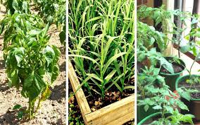 3 types of vegetable gardens you can