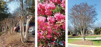 Considering The Much Maligned Crapemyrtle Downey Tree Service