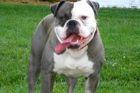 Find alapaha blue blood bulldogs for sale on oodle classifieds. Alapaha Blue Blood Bulldog Dog Breed Wiki Fandom