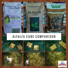 alfalfa cubes a little experiment