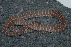 centralian carpet pythons at australian