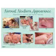 educational newborn charts set of 3