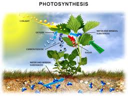 a what is photosynthesis b write a