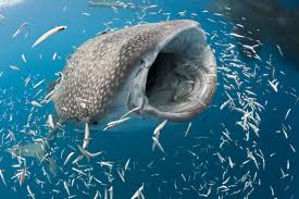 Image result for whale shark