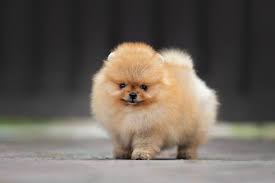 teacup pomeranian breed size