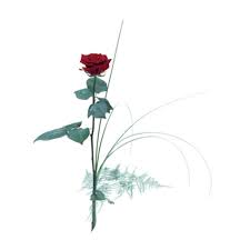 order single flower red rose at