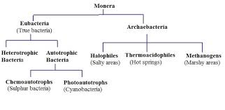 Give A Brief Classification Flow Chart Of Monerans On The