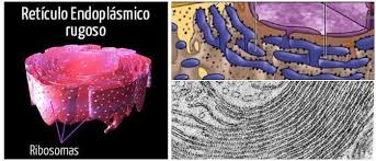 retículo endoplasmatico rugoso