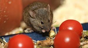 What Do Mice Eat A Guide To Keeping