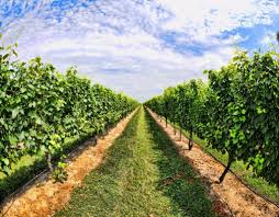 wine trails across the garden state