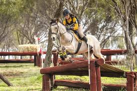 Search, discover and share your favorite horse jumping gifs. Buckskin Jumping Pony Cavalletti Equine Marketplace