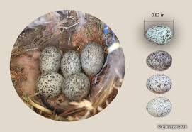 house sparrow nest and eggs avian report