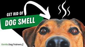 dog smell 8 smelly odour remes