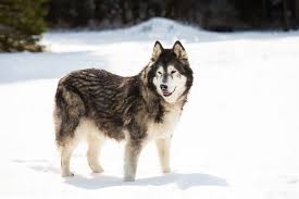 10 dog breeds that love the snow
