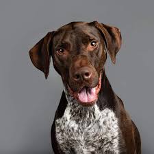 This beautiful german shorthaired pointer puppy has a very good personality. Cooper The German Short Haired Pointer X Project Dogalogue