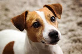 Jack Russell Terrier Dog Breed Information Pictures