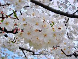 cherry blossom tree review guide