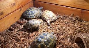 Mulch For Russian Tortoise Bedding