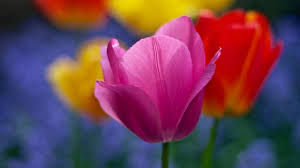 free stock photo of pink tulip flower