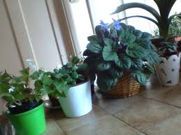 indoor house plants with names and