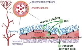 The Role Of The Cell Surface Glycocalyx