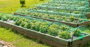 A Guide To Efficient Garden Netting