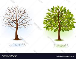 summer trees royalty free vector image