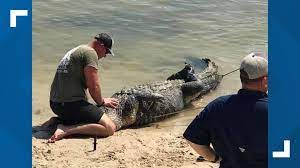 Gator Country captures big alligator in Sam Rayburn Reservoir |  12newsnow.com