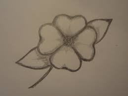 how to draw a dogwood flower feltmagnet
