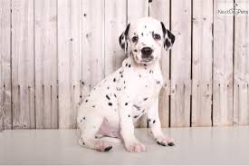 Lancaster puppies has dalmatian puppies. Dalmatian Puppies For Sale Ohio Petfinder
