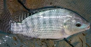 tilapia aquaculture fisheries