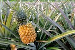 Does a pineapple grow from a seed?