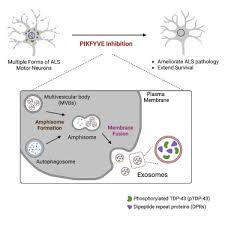 pikfyve inhibition mitigates disease in