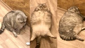 is this the world s fattest cat