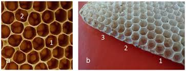 hexagonal shape of the honeycomb cells