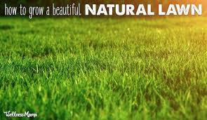 how to grow a beautiful lawn naturally