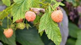 What berry looks like a yellow raspberry?