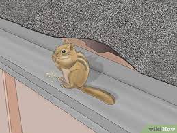 How To Tell What Animal Is In Your Wall