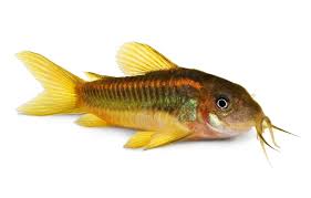 7 Cory Catfish Species For Your Aquarium Tank