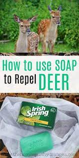 Repel Deer With Irish Spring Soap