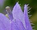 Campanula cervicaria (Bristly Bellflower): Minnesota Wildflowers