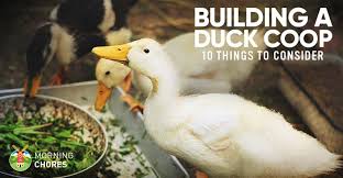 building a duck coop